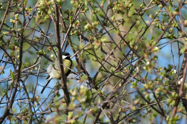 Great Tit Bird Tree Branch Nature Close — Stockfoto