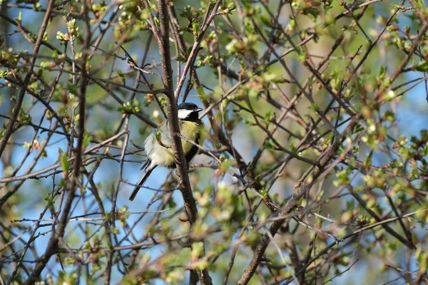 Picture Great Tit Branches Nature — Φωτογραφία Αρχείου