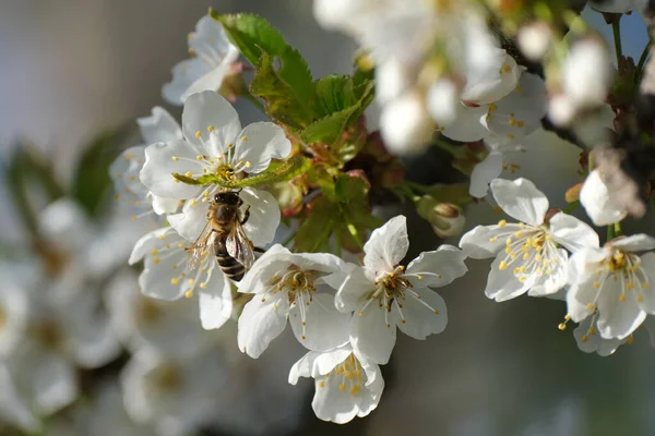 Großaufnahme Einer Biene Auf Einem Blühenden Ast Voller Weißer Blumen — Stockfoto