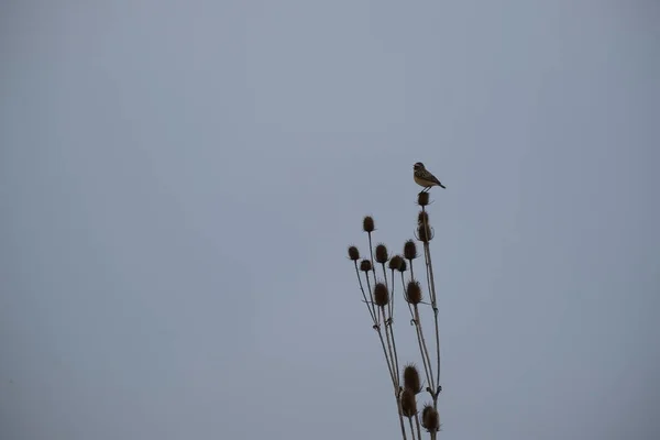 Maleńki Ptaszek Śpiewający Suchej Dzikiej Szarości Szarym Tle Przyrodzie — Zdjęcie stockowe