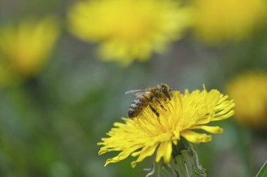 Vahşi doğada sarı bir karahindiba çiçeğinin üzerindeki polen dolu bir arıya yaklaş.