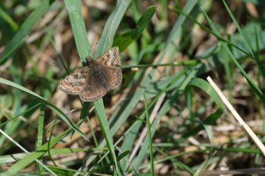 Dingy Skipper güvesinin kapağı doğada bir yaprak üzerinde, açık kanatlar