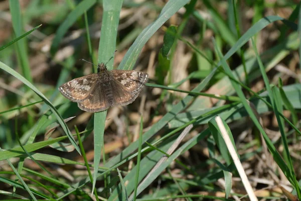 Close Uma Borboleta Marrom Minúscula Uma Lâmina Grama Traça Skipper — Fotografia de Stock