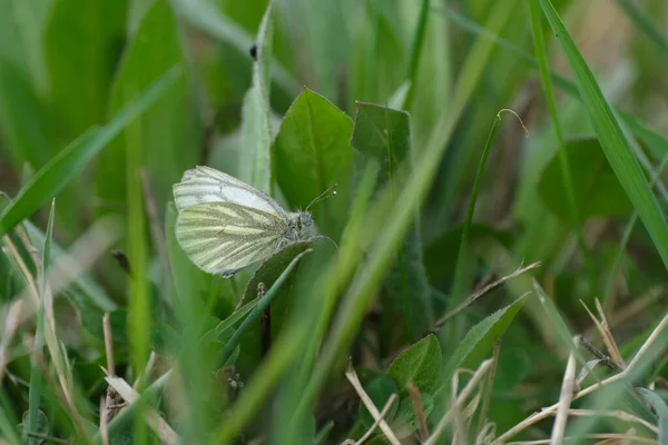 Nahaufnahme Eines Cryptic Wood White Schmetterling Gras Geschlossene Flügel — Stockfoto
