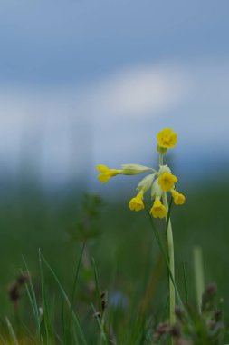 Doğaya yaklaşan inek sürüsü çiçeğinin dikey görüntüsü