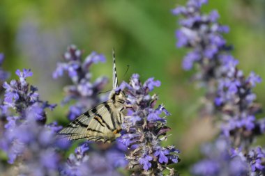 Kırlangıç kelebeği, vahşi doğada mavi bir kır çiçeğine yaklaşır.