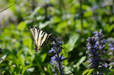 Kırlangıç kuyruğunun ender bir kırlangıcının yabanda mavi bir kır çiçeğine yakın olması.