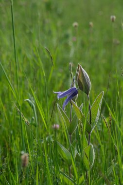 Doğada çiçek açan klematis çiçeğinin dikey görüntüsü
