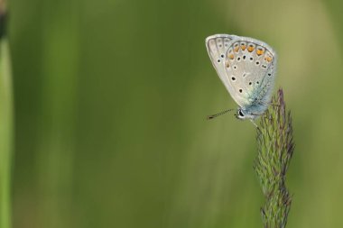 Doğadaki bir bitkinin üzerindeki yaygın mavi kelebek, makroyu kapat.