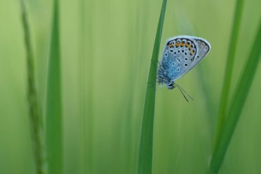 Çimenlerin üzerinde dinlenen gümüş bir kelebeğin yakınında, güzel doğa.