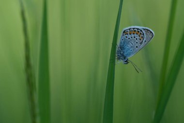Vahşi doğada çimlerin üzerinde dinlenen gümüş bir kelebeğin yakınında.