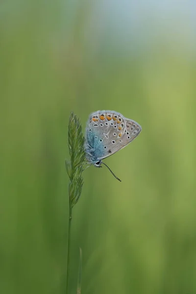 Imagen Vertical Una Mariposa Azul Común Que Descansa Sobre Una —  Fotos de Stock