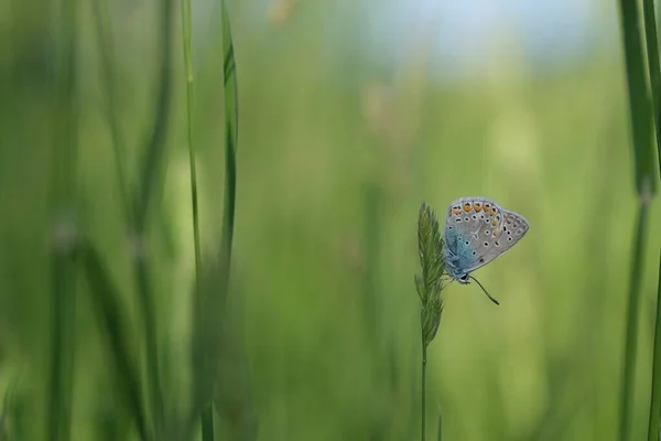 Imagem Bonita Uma Borboleta Azul Comum Descansando Uma Planta Natureza — Fotografia de Stock