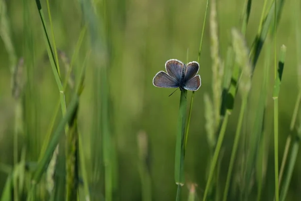 Prata Cravejado Borboleta Azul Com Asas Abertas Descansando Uma Planta — Fotografia de Stock