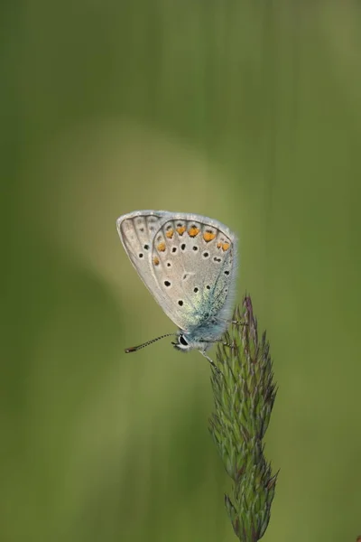 자연계에 일반적 나비의 — 스톡 사진