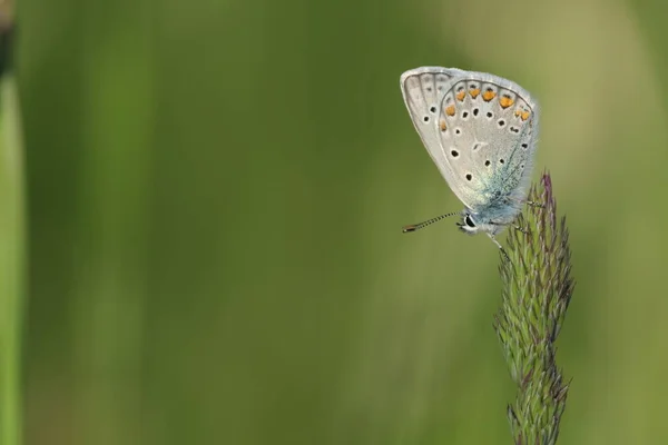 Zwykły Niebieski Motyl Roślinach Przyrodzie Makro Zbliżenie — Zdjęcie stockowe