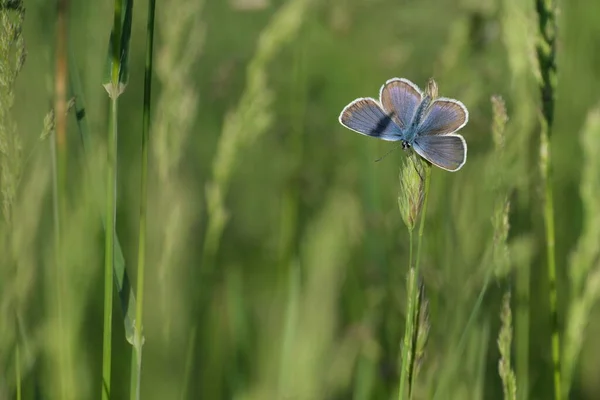 Срібна Смугаста Блакитна Метелик Відкритими Крилами Відпочивають Рослині Природі Крихітна — стокове фото