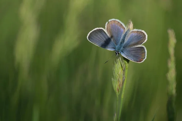 Stříbrný Modrý Motýl Otevřenými Křídly Spočívajícími Rostlině Přírodě Malý Modrý — Stock fotografie