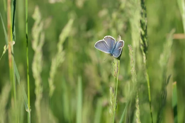 Prata Cravejado Borboleta Azul Com Asas Abertas Descansando Uma Planta — Fotografia de Stock