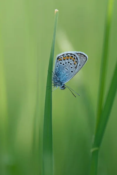 Pionowy Obraz Srebrzystego Niebieskiego Motyla Spoczywającego Źdźble Trawy Dziczy — Zdjęcie stockowe