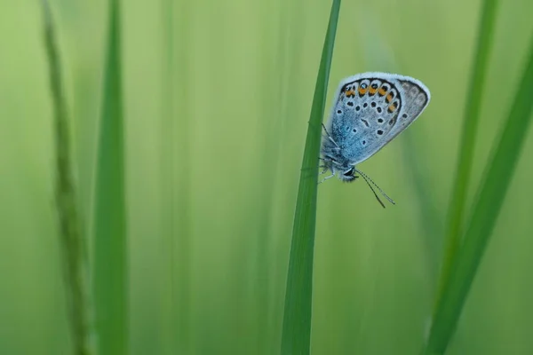 Primer Plano Una Mariposa Azul Tachonada Plata Descansando Sobre Una — Foto de Stock