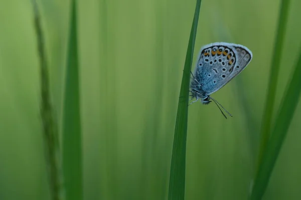 Gros Plan Papillon Bleu Argenté Clouté Reposant Sur Brin Herbe — Photo