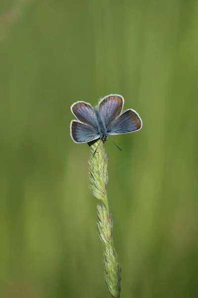 Immagine Verticale Una Farfalla Blu Tempestata Argento Con Ali Aperte — Foto Stock