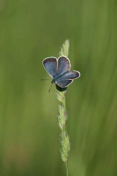 Pionowy Obraz Niebieskiego Motyla Srebrnym Kolczyku Otwartymi Skrzydłami Spoczywającego Roślinie — Zdjęcie stockowe