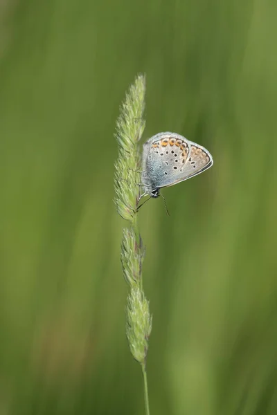 Vertikales Bild Eines Braunen Argus Schmetterlings Der Natur — Stockfoto