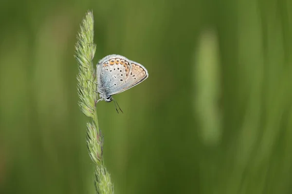 Zbliżenie Brązowy Argumentuje Motyl Przyrodzie Roślinach — Zdjęcie stockowe