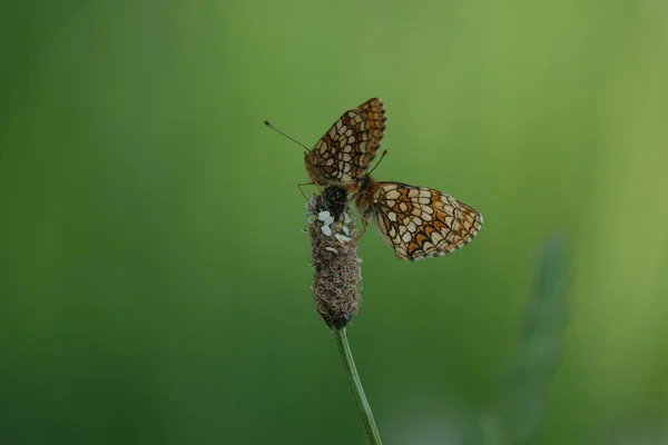 Fundalık Kelebek Vahşi Doğada Bir Bitkiye Yaklaşır — Stok fotoğraf