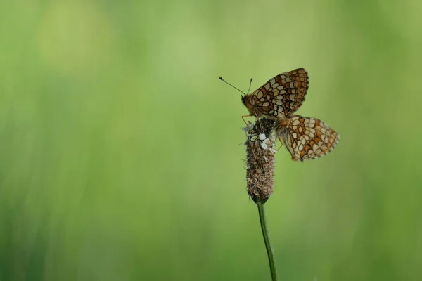 Paio Farfalle Fritillari Brughiere Appoggiate Una Pianta Natura — Foto Stock