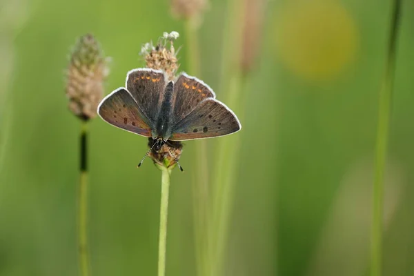 Gros Plan Papillon Cuivre Sucré Reposant Sur Une Plante Soleil — Photo