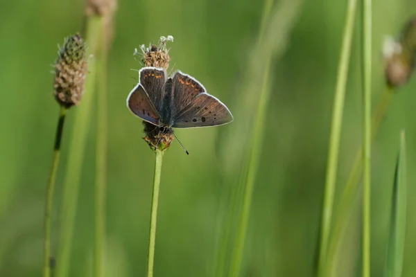 Sooty copper butterfly with open wings resting on a plant in nature