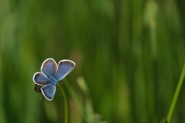 Vahşi doğada bir bitkinin üzerinde açık kanatları olan gümüş renkli mavi kelebek.
