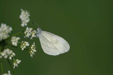 Yaban havucu açan bir bitkinin üzerinde beyaz bir kelebeğin yakınına.