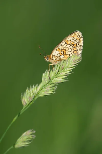 Doğadaki Bir Bitki Üzerindeki Fundalık Kelebeğin Dikey Görüntüsü — Stok fotoğraf