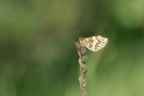 Heath Fritillary Motyl Roślinach Przyrodzie Makro Zbliżenie — Zdjęcie stockowe