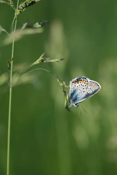 Gros Plan Papillon Bleu Argenté Clouté Sur Une Plante Dans — Photo