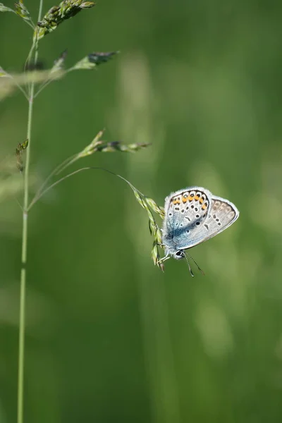 Image Verticale Papillon Bleu Argenté Clouté Sur Une Plante — Photo