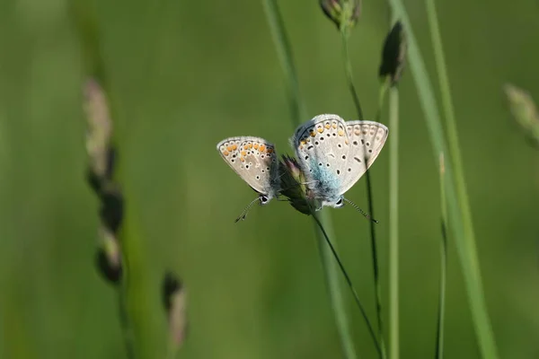 Gros Plan Deux Papillons Sur Une Plante Dans Nature Bel — Photo