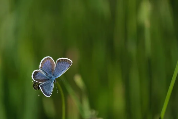 Papillon Bleu Argenté Clouté Aux Ailes Ouvertes Sur Une Plante — Photo