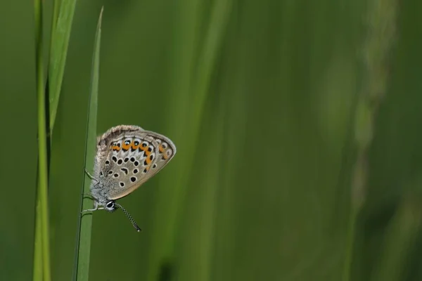 Srebrny Kolczyk Niebieski Motyl Zbliżyć Źdźbło Trawy Przyrodzie — Zdjęcie stockowe