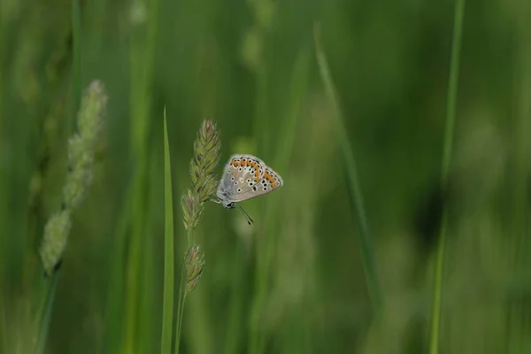 Brown Argus Butterfly Plants Nature — стокове фото