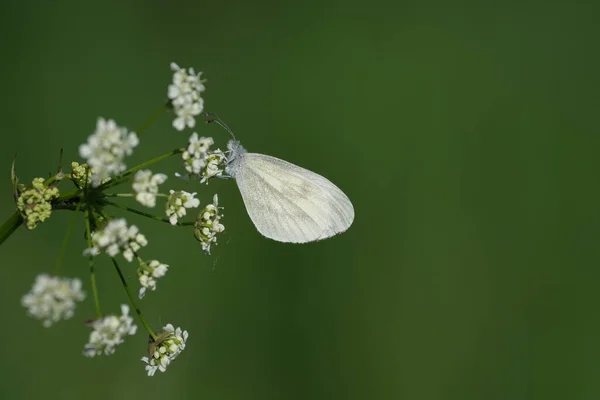 野生のニンジンの開花植物上の木製の白い蝶の閉じる — ストック写真
