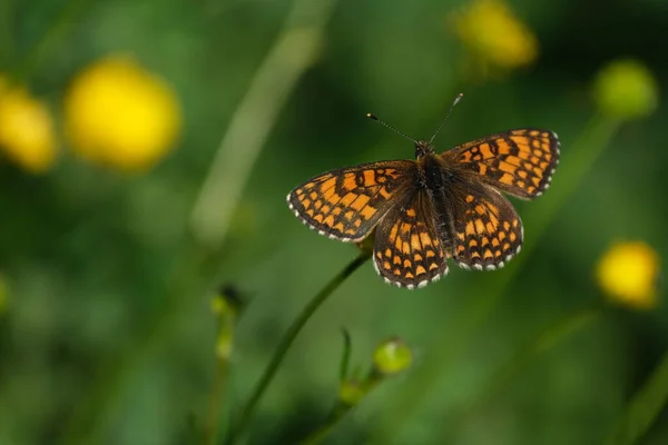 Heath Fritillary Butterfly Ruht Auf Einer Blume Makro Nahaufnahme — Stockfoto