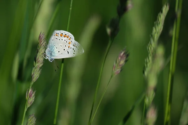 Papillon Bleu Commun Sur Une Plante Proche Dans Nature Minuscule — Photo