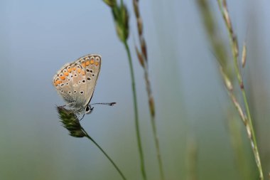 Bir bitkinin üzerindeki sıradan mavi bir kelebeğin yatay görüntüsü