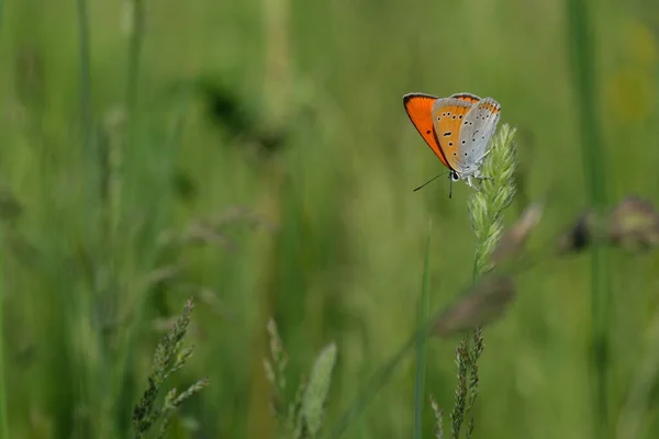 Large copper butterfly on a plant in nature close up