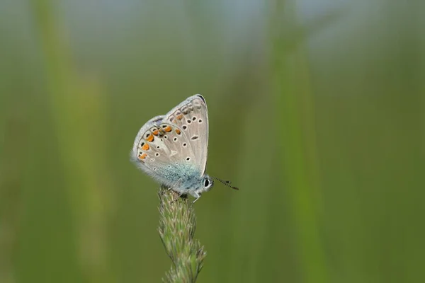 Primer Plano Una Mariposa Azul Común Naturaleza — Foto de Stock